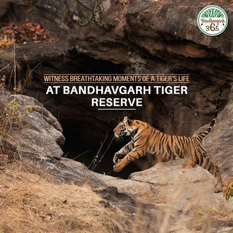 Witness Breathtaking Moments Of A Tiger S Life At Bandhavgarh
