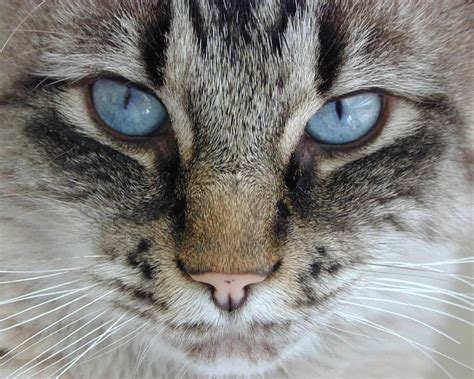 Mesmerizing Fun Facts About Cats Eye Colors Cole And Marmalade