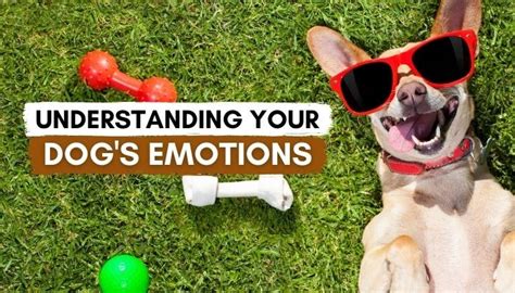 Understanding Your Dogs Emotions