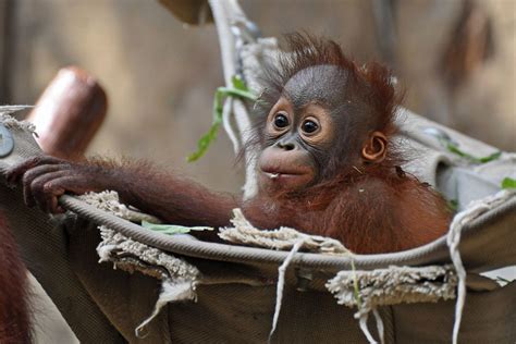 Young Bornean Orangutan In 2021 Bornean Orangutan Orangutan Baby