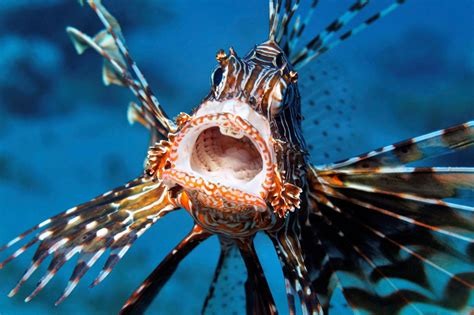 Whats For Dinner Not Lionfish Again