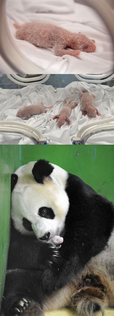 Rare Surviving Panda Triplets Are Impossibly Cute Baby Panda Bears
