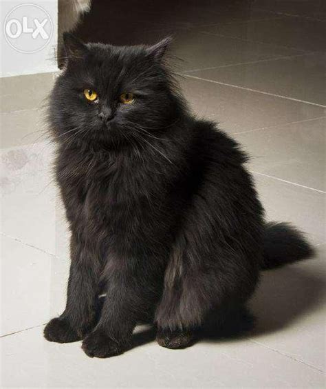 He noted that the cats resided in the province of khorazan in persia, and that. Persian Cat Black Price - Cat's Blog