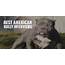 25 Best American Bully Interviews – Text Videos & Podcasts