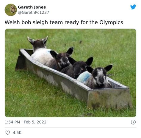 Winter Olympics Memes 2022 Funny Animal Jokes Funny Animals Cute