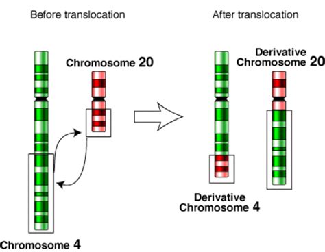 Difference Between Translocation And Crossing Over Compare The