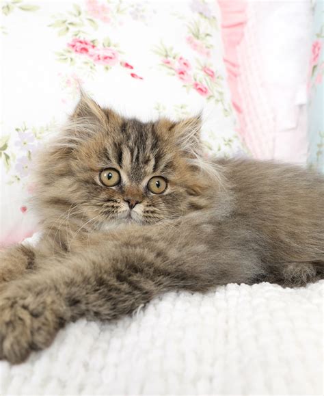Mia Shaded Golden Tabby With Cream Spotsultra Rare Persian Kittens