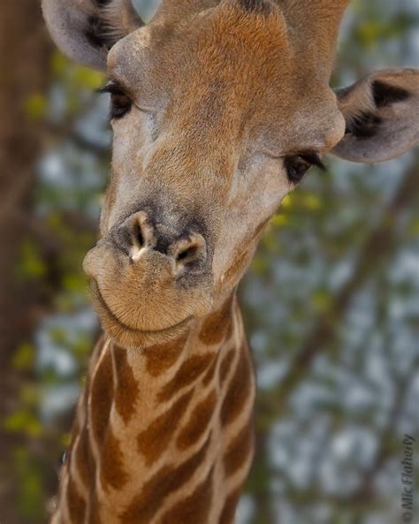 Smiling Giraffe A Giraffe In The Central Kalahari Game Res Flickr