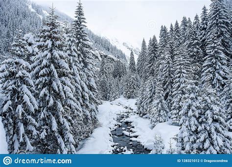 Beautiful Winter Landscape With Snow Covered Trees Stock Photo Image