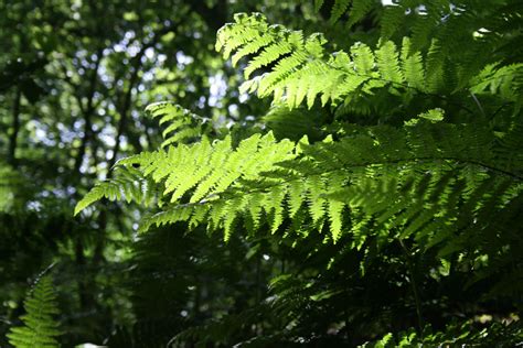Fern Common Green Sunlight Bright Free Image From