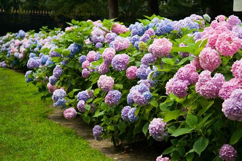 You can plant them separately or mix them with other flowers, in order to collect in your hydrangea is an evergreen bush has a lot of blue flowers blossoming throughout the whole summer. How to get more hydrangea flowers | Better Homes and Gardens