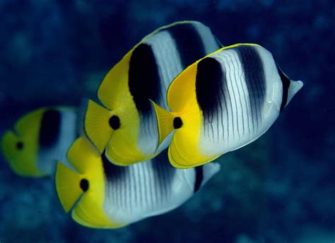 Butterflyfish Ocean Sea Tropical Underwater Hd Wallpaper