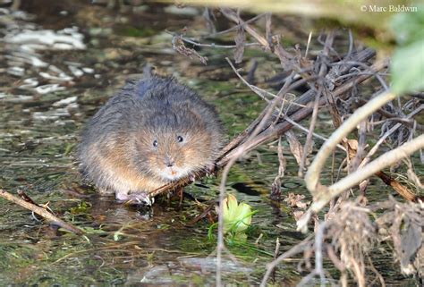 Mice Voles And Shrews Photo Gallery Wildlife Online