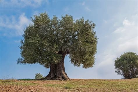 Meadow With Big Old Olive Tree Stock Image Image Of Olive Land