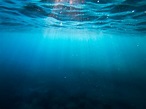Rolling in the Deep: Climate Change and Deep Sea Ecosystems | MA in ...