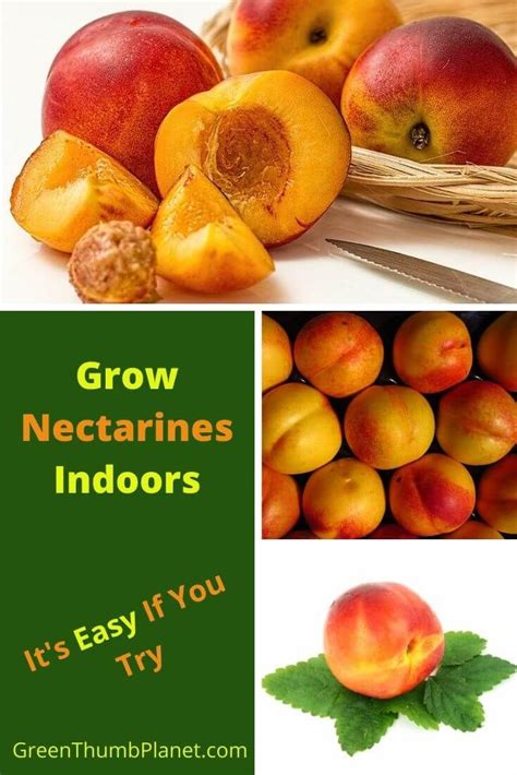 A Dwarf Nectarine Tree Is An Excellent Choice For An Indoor Garden It