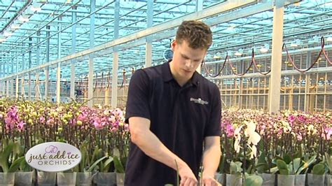 Green circle growers is the largest grower of orchids in north america growing over 8 million just add ice orchids. Orchid Care After Blooms Drop - Just Add Ice Orchids - YouTube