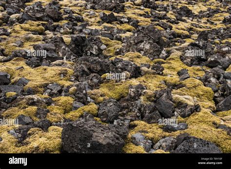 Moss And Rocks Terrain At Londrangar Iceland Stock Photo Alamy