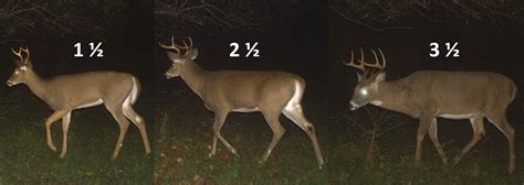 How To Tell The Age Of A Deer By Antlers