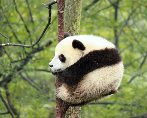 Baby Panda Sleeping On A Tree Yuhong Flickr