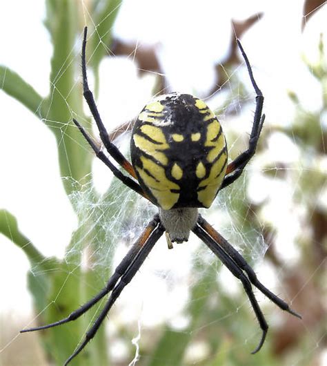 Spider Found In A Northern Illinois Prairie Mid September Very