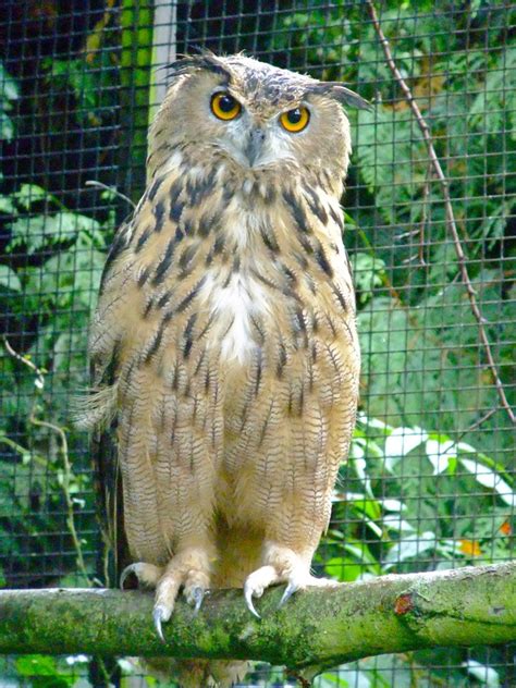 European Eagle Owl Peter Stubbs Flickr