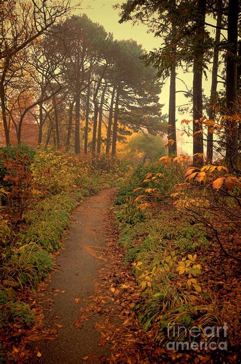 Path In The Autumn Woods Photograph By Jill Battaglia Fine Art America