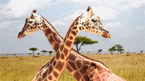 Turns Out Giraffes Evolved Long Necks For Combat And Sex
