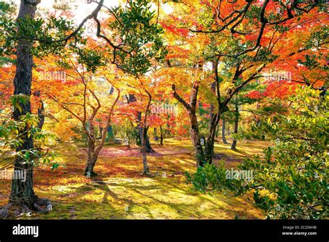 Colorful Japanese Maple Acer Palmatum Trees During Momiji Season At