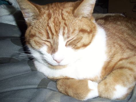 Good Home Wanted For Lovely Ginger Cat Poole Dorset