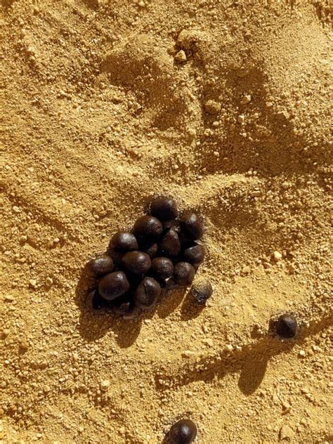 Camel Poop Everything Youve Ever Wanted To Know A Z Animals