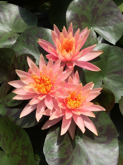 How To Grow Water Lilies For Maximum Blooms Lilies Water Gardens