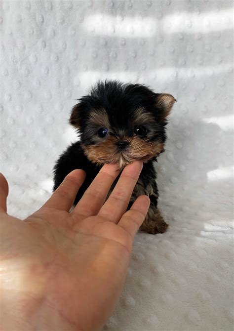 Extreme Micro Teacup Purse Puppy Yorkie Unbelievable Iheartteacups