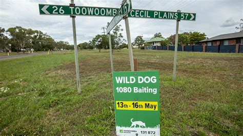 Qld Wild Dog Attacks Spark Need For Baiting The Courier Mail
