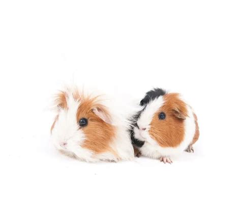 English Crested Guinea Pig Origin Appearance And Other Facts More