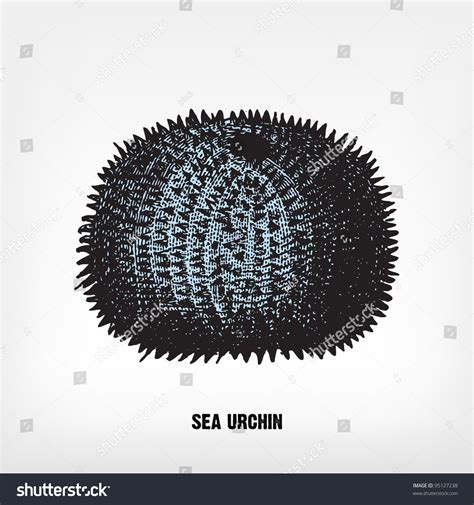Engraving Vintage Sea Urchin Complete Encyclopedia เวกเตอร์สต็อก ปลอด