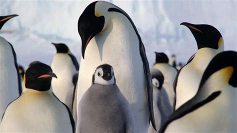 Emperor Penguin Facts For Kids Fun Facts And Information Kids