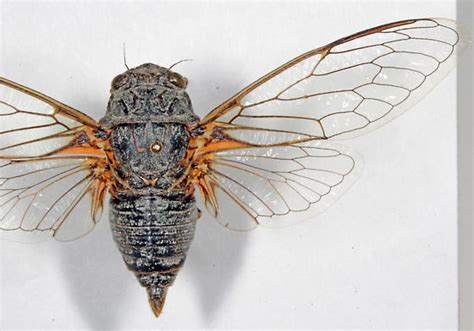 Russian Cicada