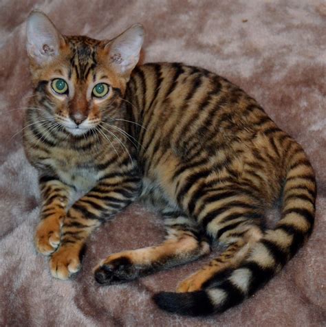 Toyger Cat Breed Information Cats Ghy