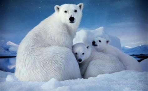 Angélica Italia Cute Polar Bear Cubs In Imax 3d Polar