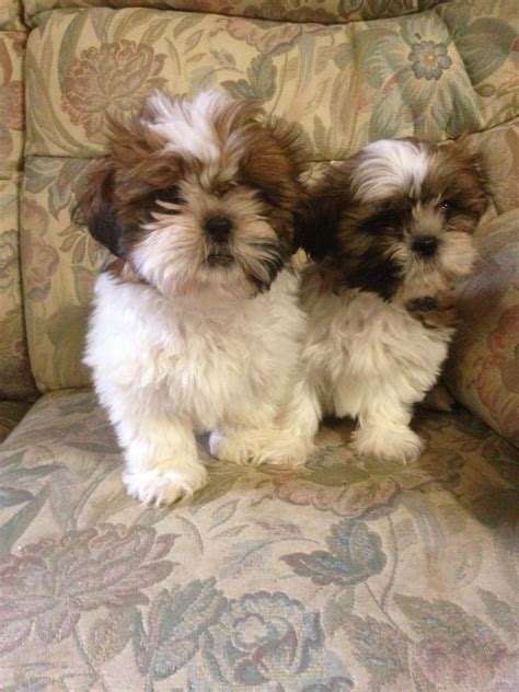 Shih Tzu Puppies For Sale Orlando Fl 151762 Petzlover