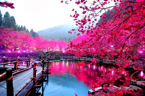 Cherry Blossom Japan Pictures Japan Cherry Blossom Time Sakura Boditewasuch