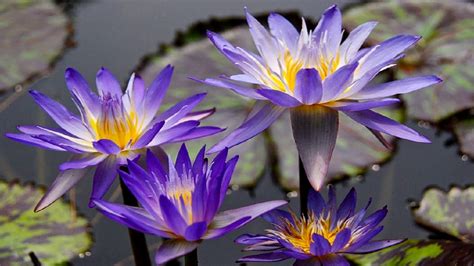 Beautiful Purple Lotus Flowers Hd1080p Youtube