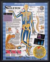 Photos of Skeleton Poster Medical