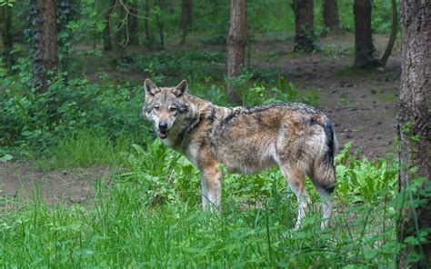 Fano Avvistato Lupo In Sassonia Fanoinforma