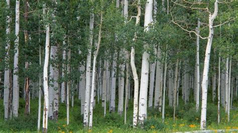 Aspen Tree Wallpapers Hd Pixelstalknet