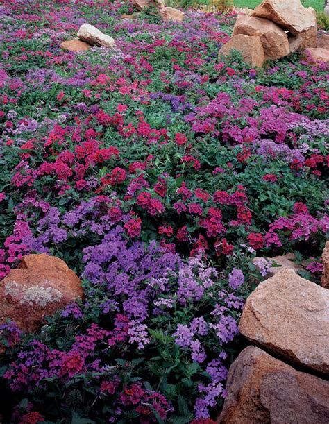 Verbena Hybrid Purple Green Barn Garden Center