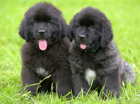 Do Newfoundlands Have Separation Anxiety