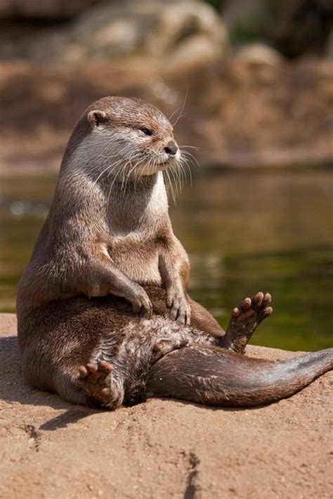 19 Adorable Otters You Really Otter Take A Look At Cuteness Mammals
