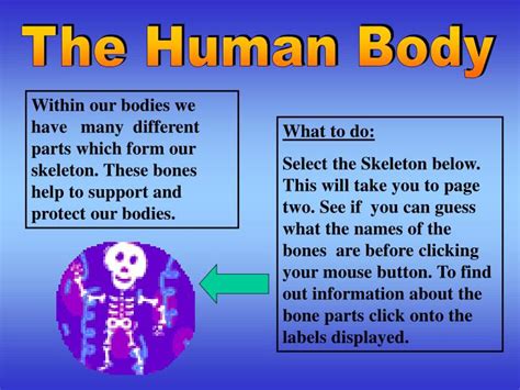 Ppt The Human Body Powerpoint Presentation Free Download Id412625
